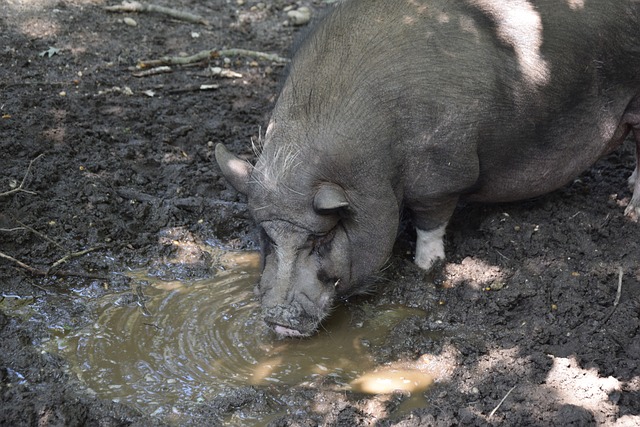 回顾湖人队 回顾湖人队